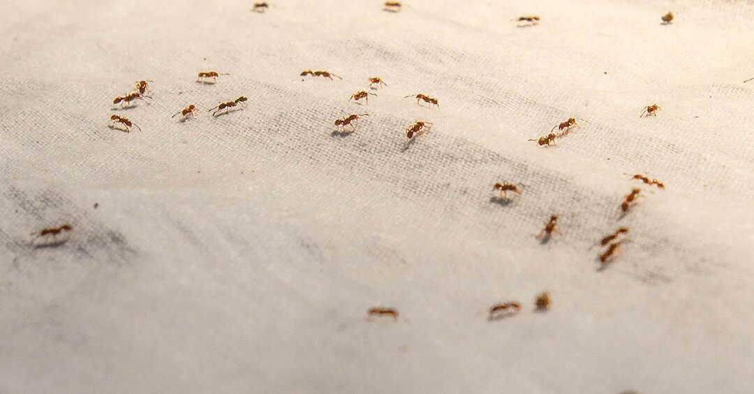 Comment en finir avec les fourmis dans la maison ?